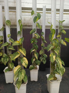 Scindapsus Rajatapura (Mother Plant)