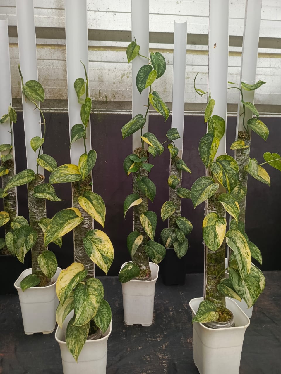 Scindapsus Rajatapura (Mother Plant)