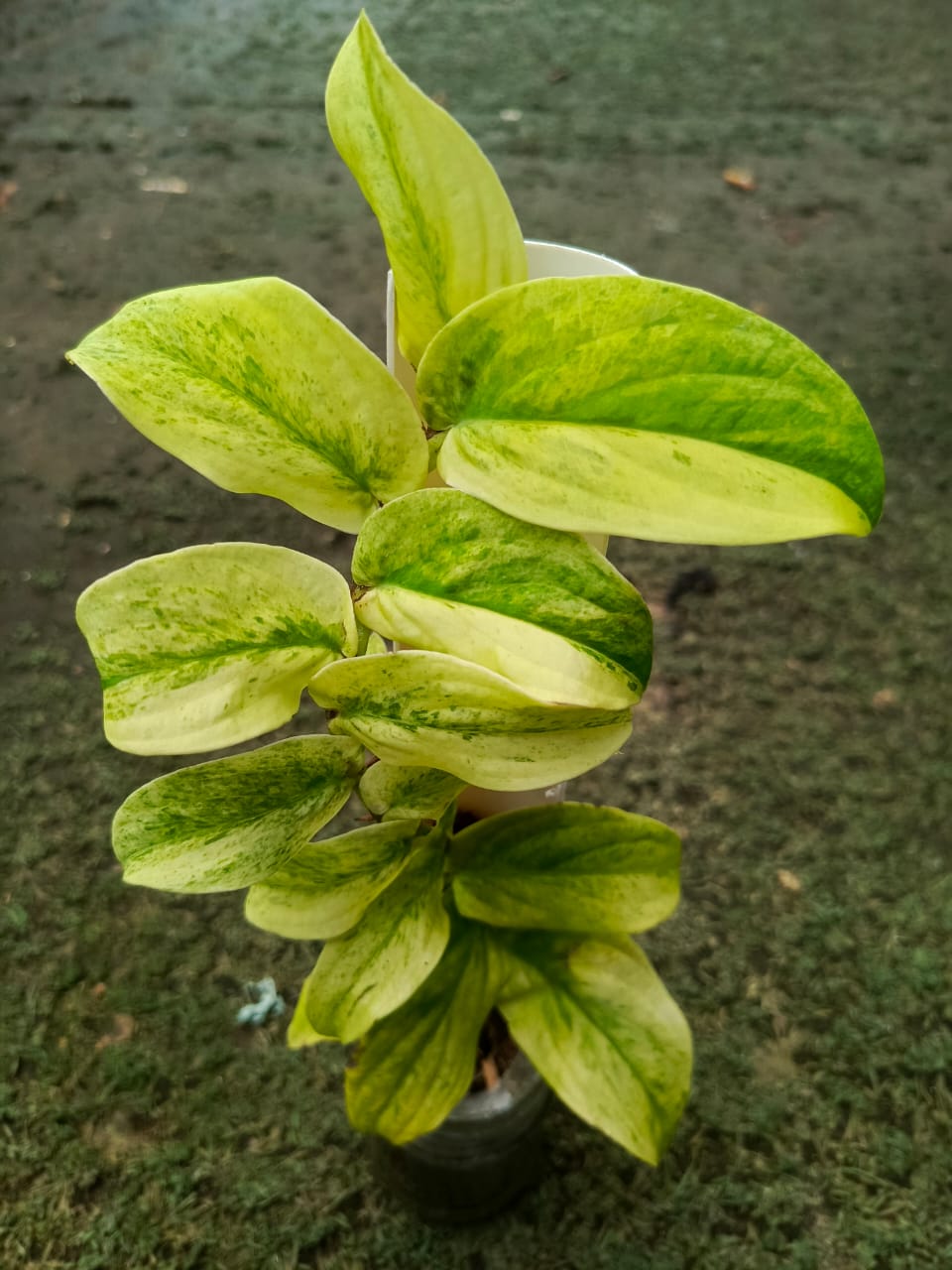 Rhaphidophora Korthalsii