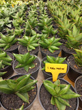 Sansevieria Robo Mutation