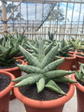 Sansevieria Rookie Large