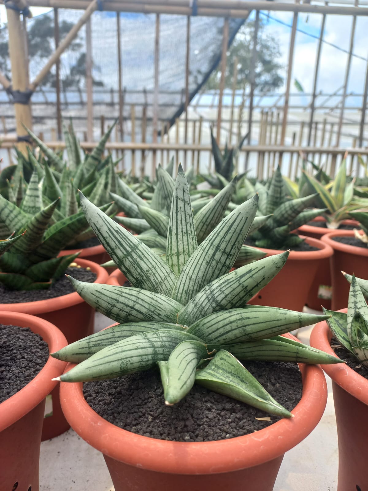 Sansevieria Rookie Large