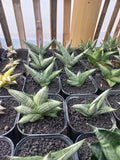 Sansevieria Rookie