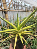 Sansevieria Royal Crown