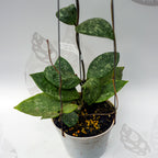 Hoya Rundumensis High Splash