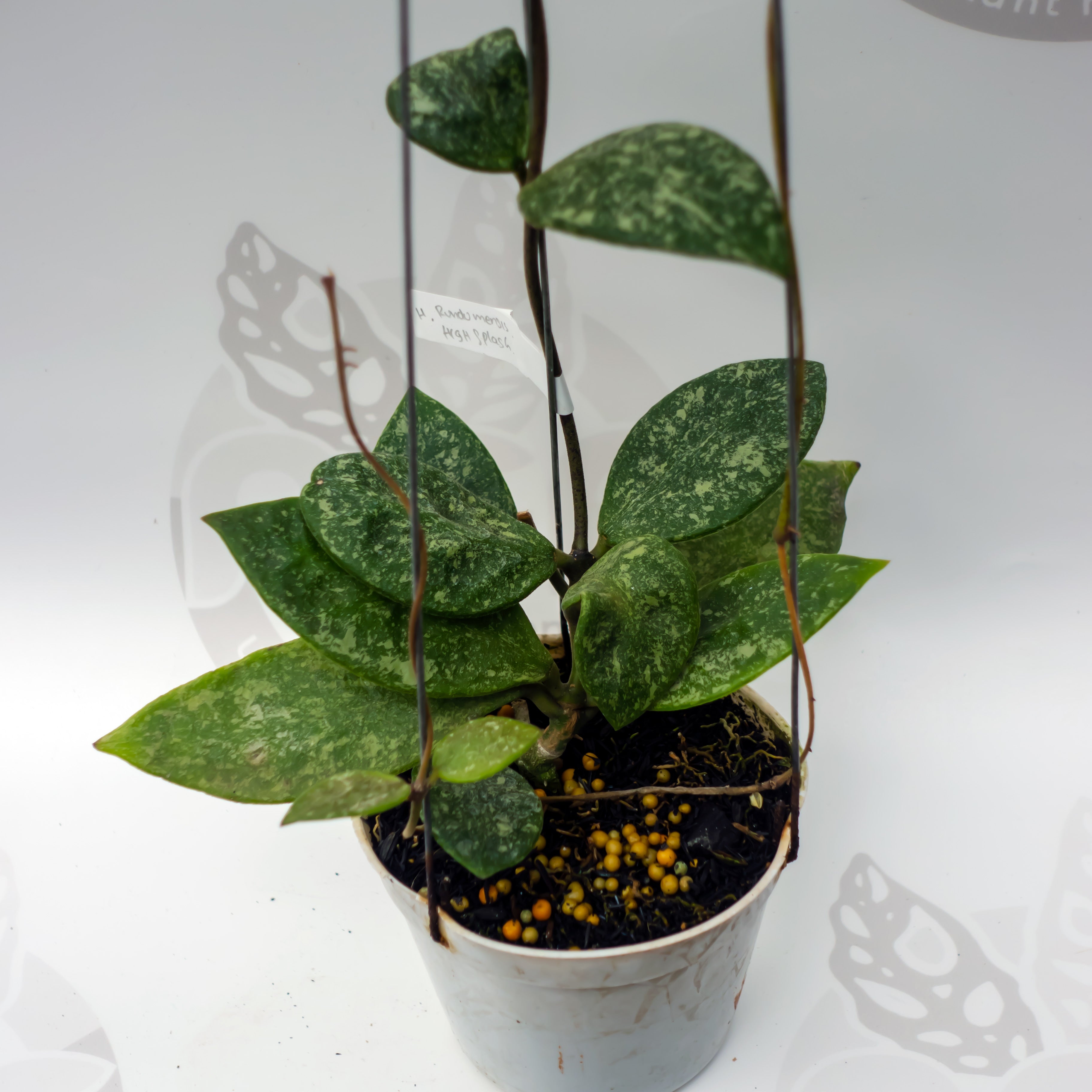 Hoya Rundumensis High Splash