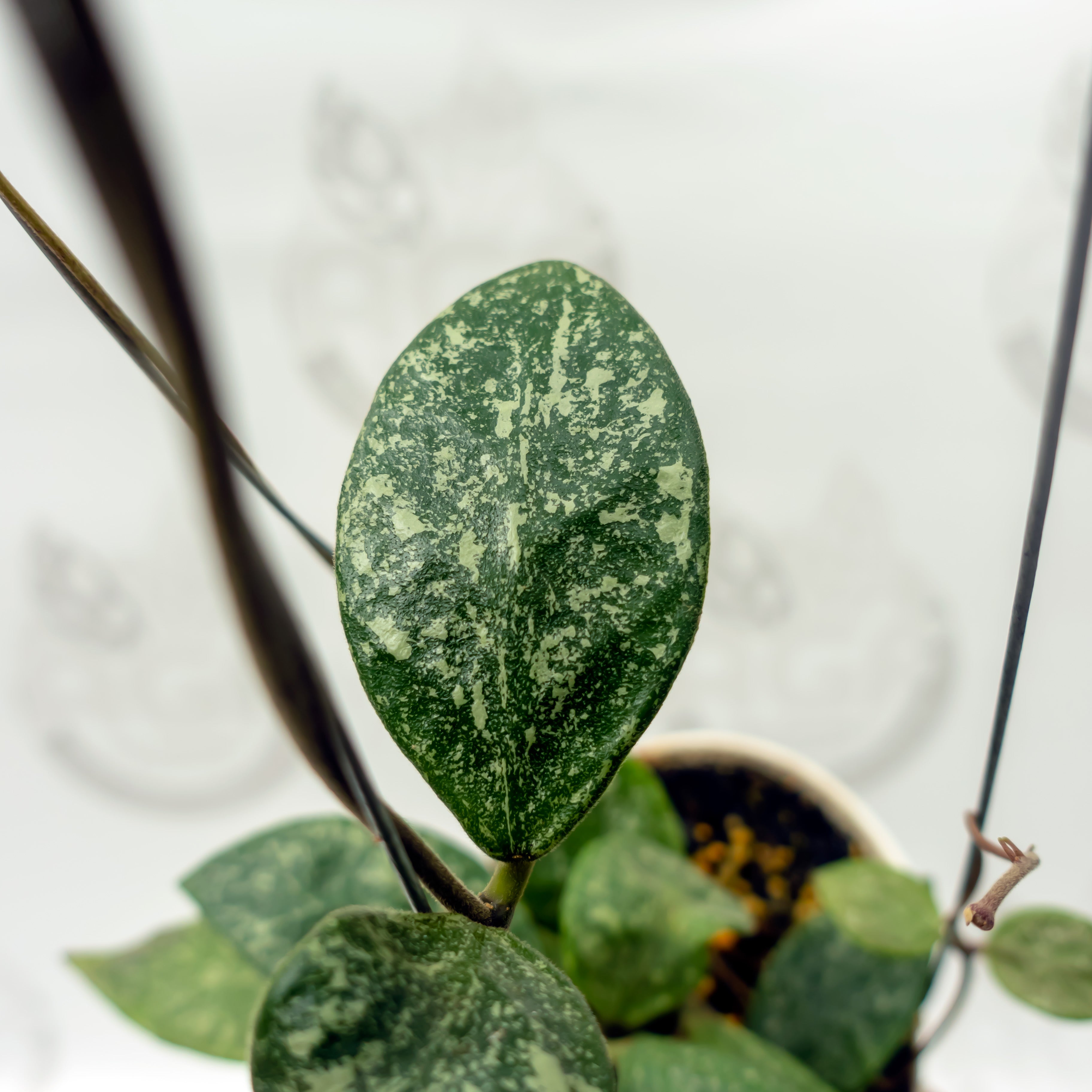 Hoya Rundumensis High Splash