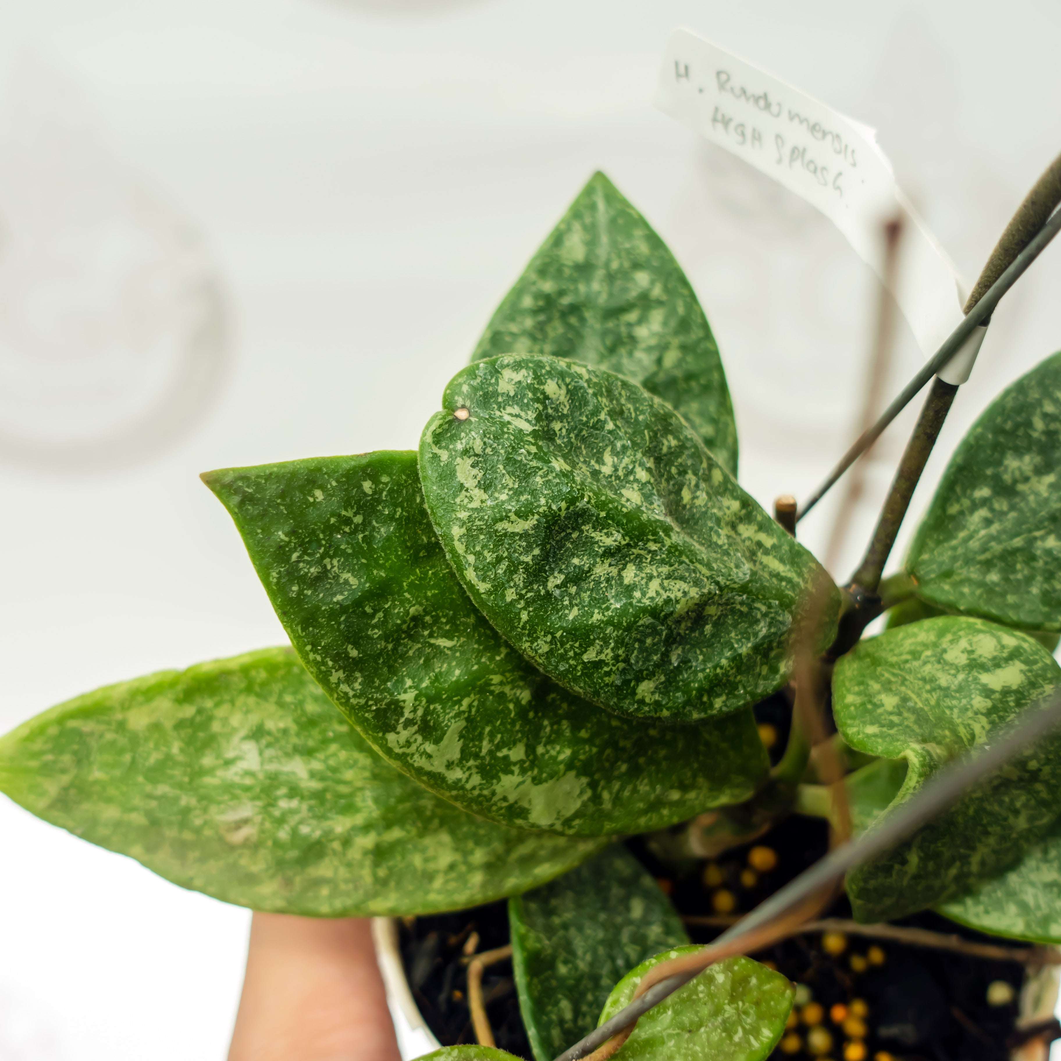 Hoya Rundumensis High Splash