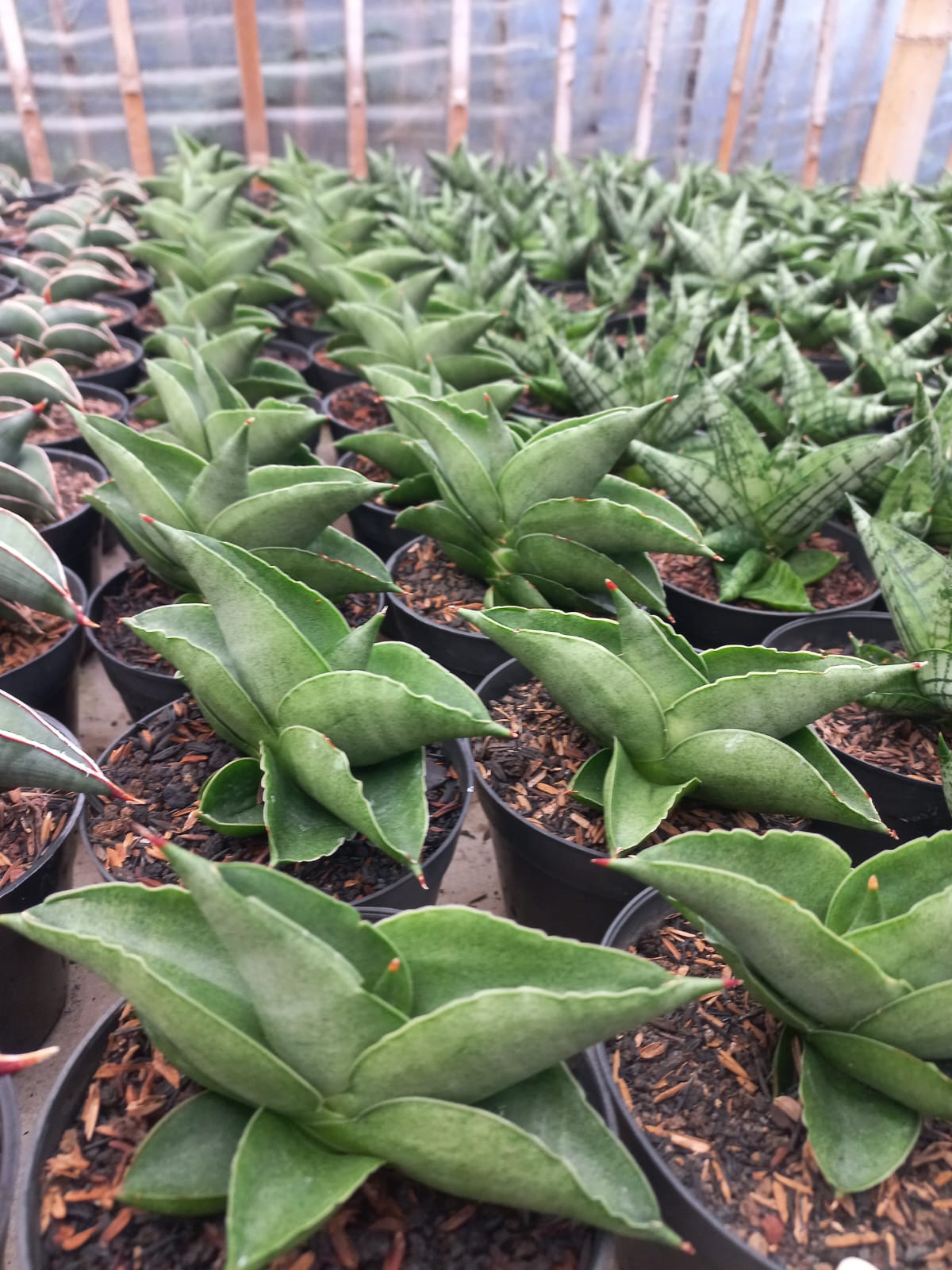Sansevieria Sahara