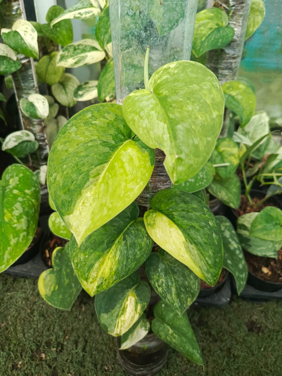 Scindapsus Salakanagara