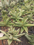 Sansevieria Semlohay