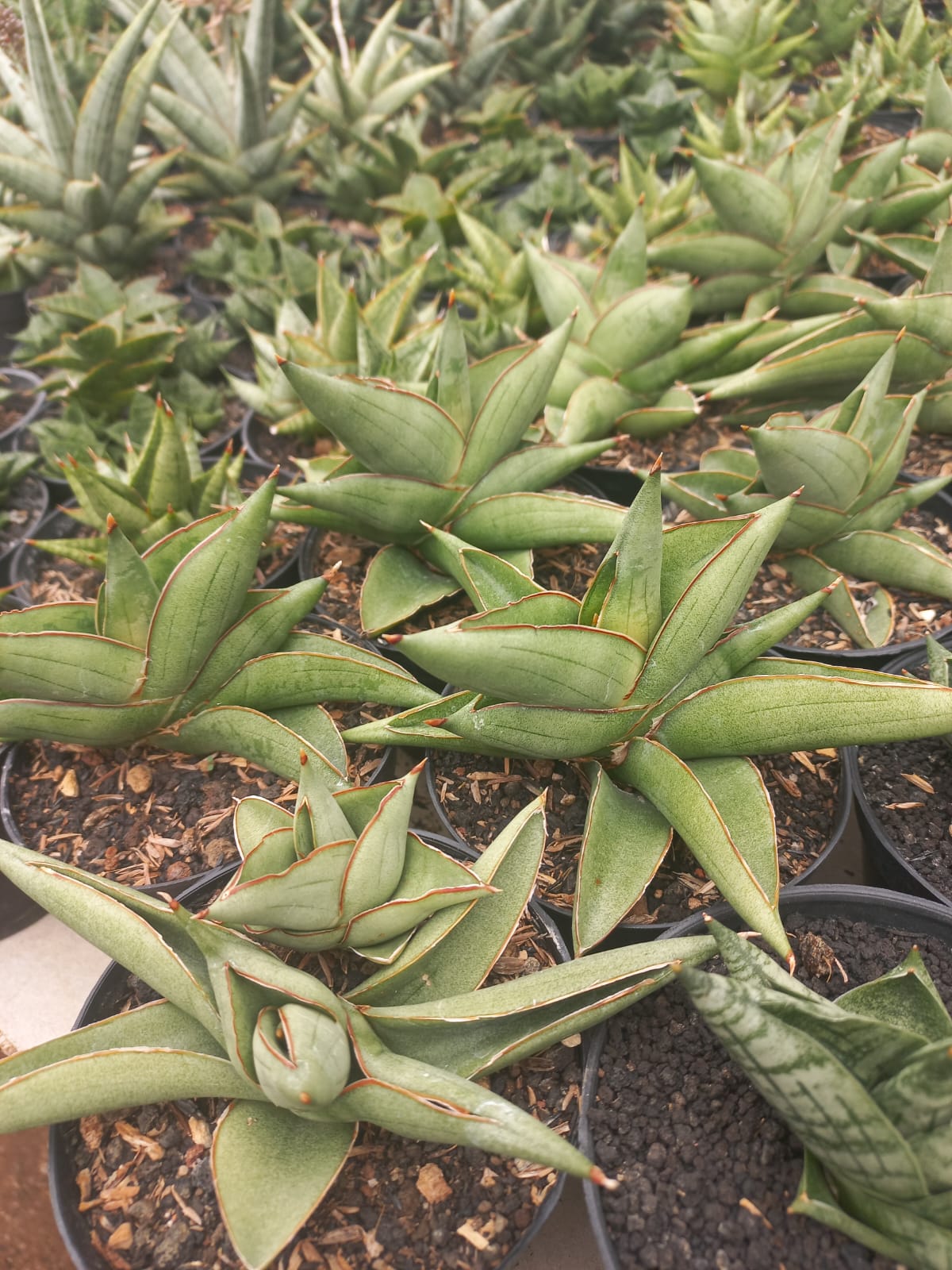 Sansevieria Semlohay