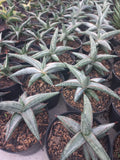Sansevieria Silver Clone