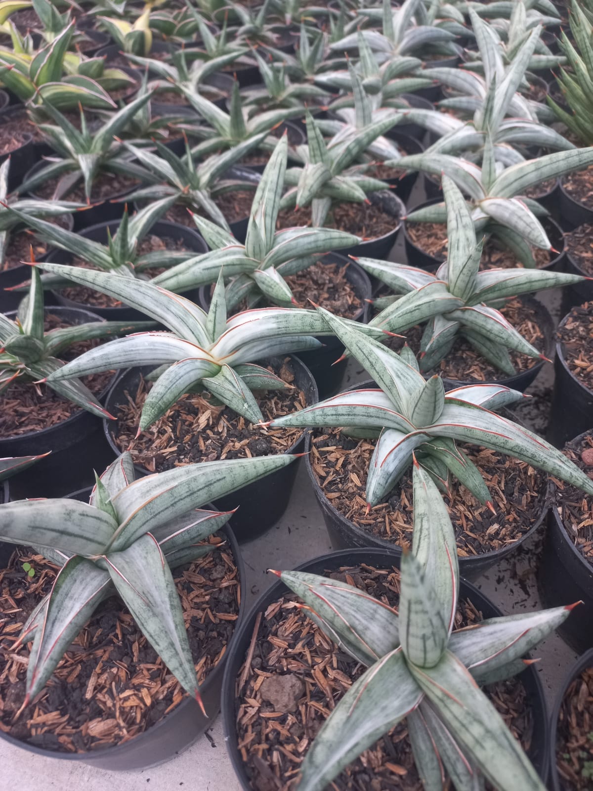 Sansevieria Silver Clone