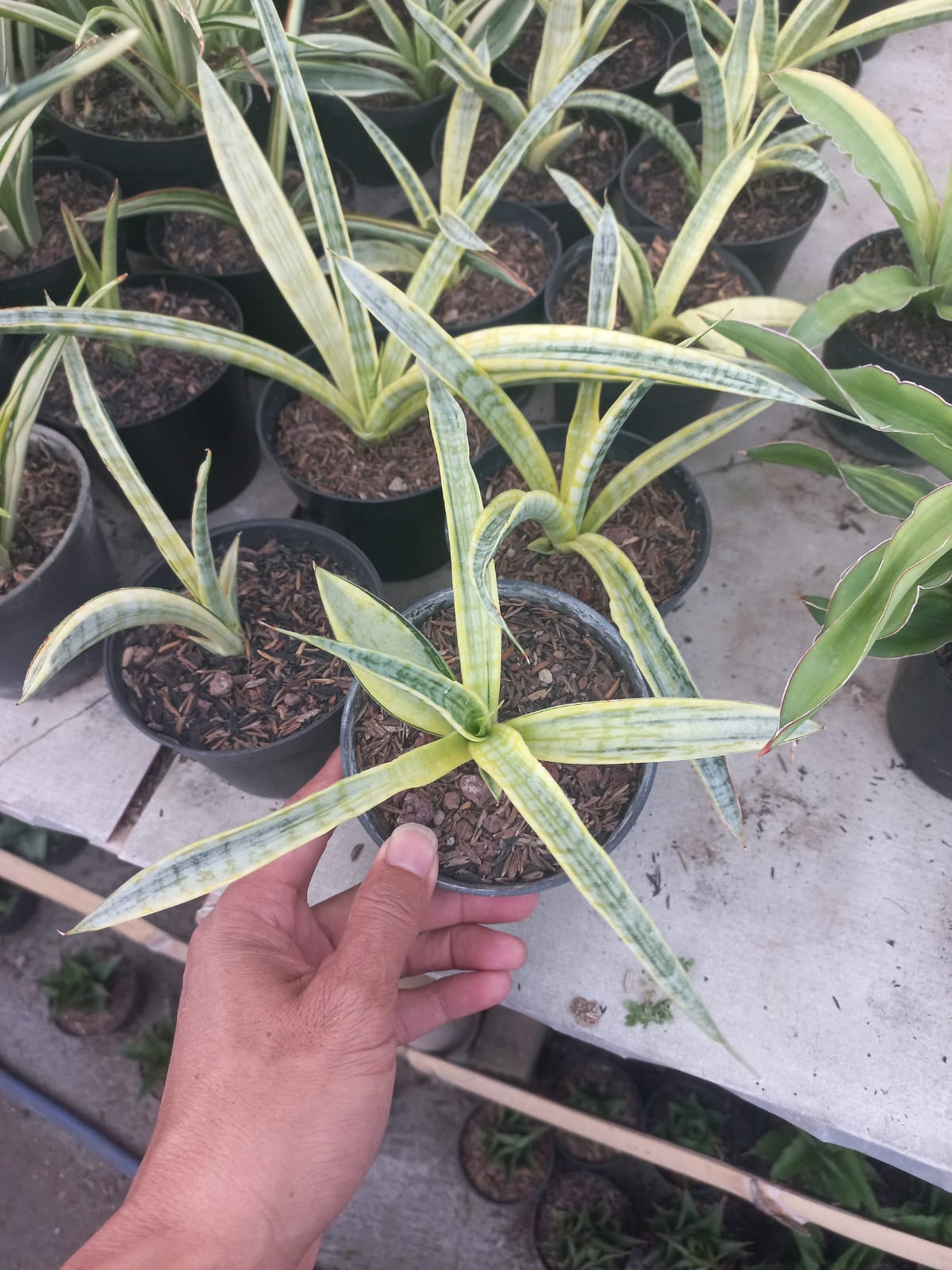 Sansevieria Silver Silk