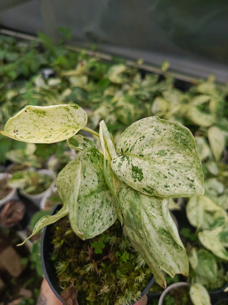 Scindapsus Silver Splash (Cisangku)