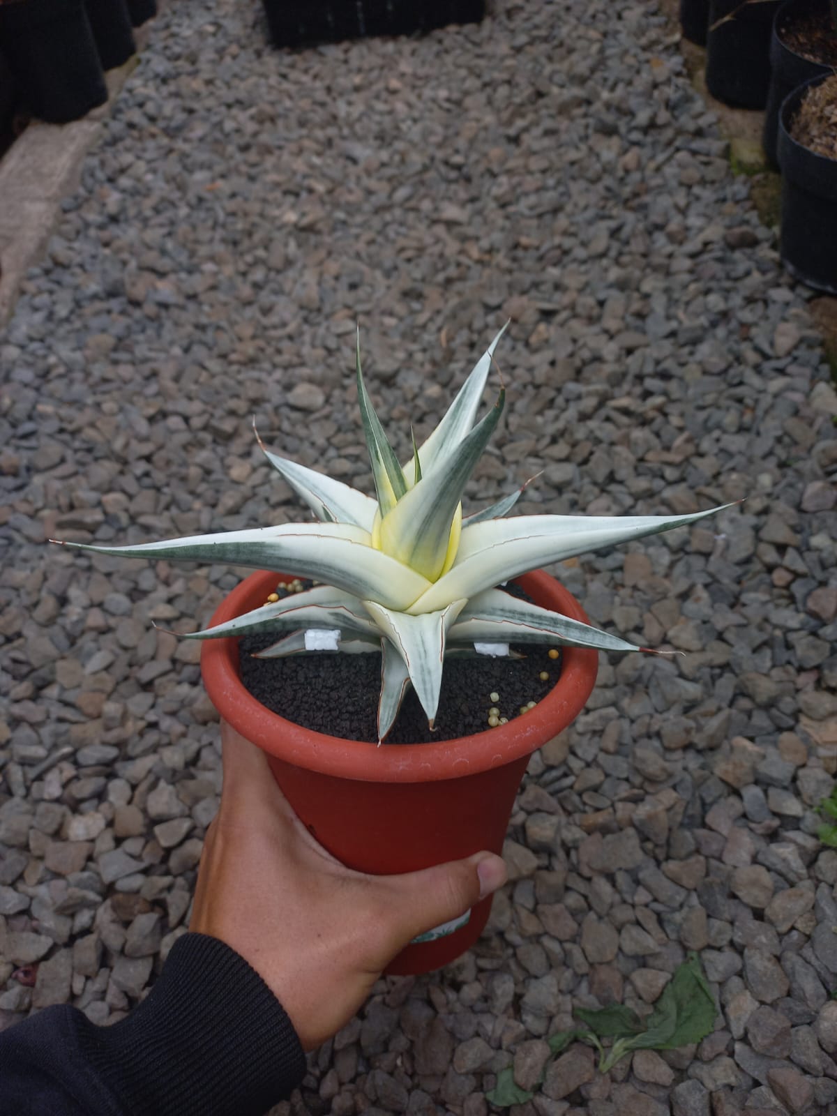 Sansevieria Snow White