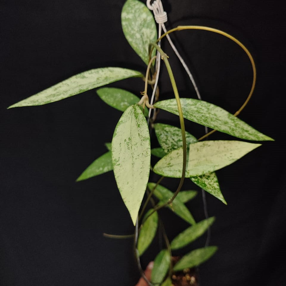 Hoya Sp Bengkulu Silver Splash