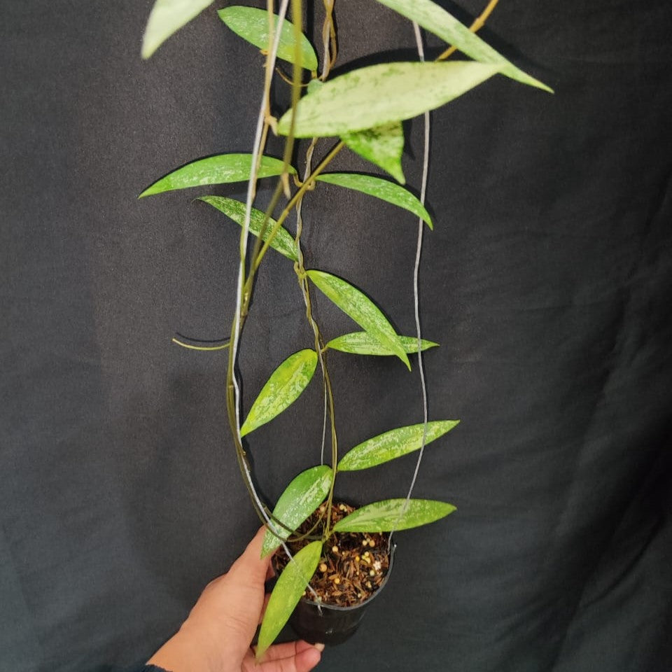 Hoya Sp Bengkulu Silver Splash