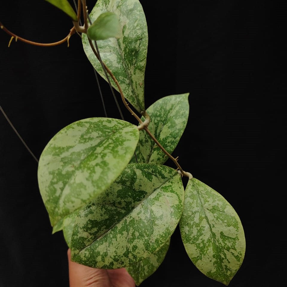 Hoya Sp Kapuas Hulu Silver Splash