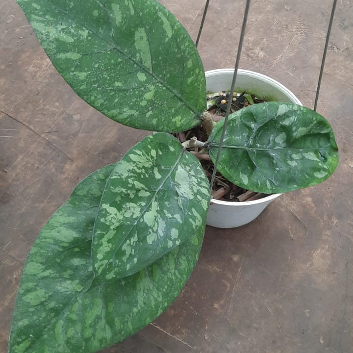 Hoya Aceh Air Suri