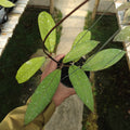 Hoya Aceh Gunung Genting