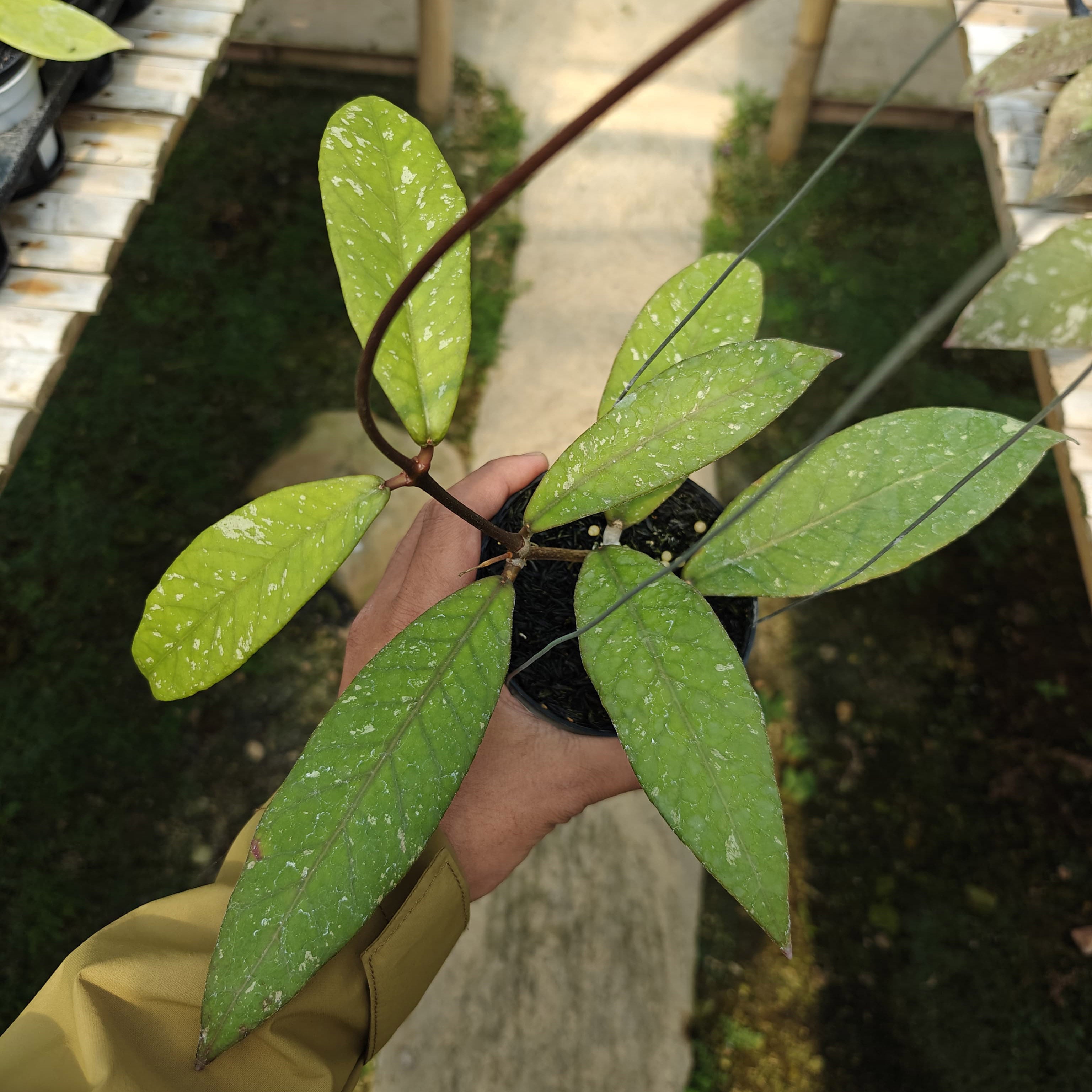 Hoya Aceh Gunung Genting