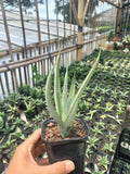 Sansevieria Strommy Silver