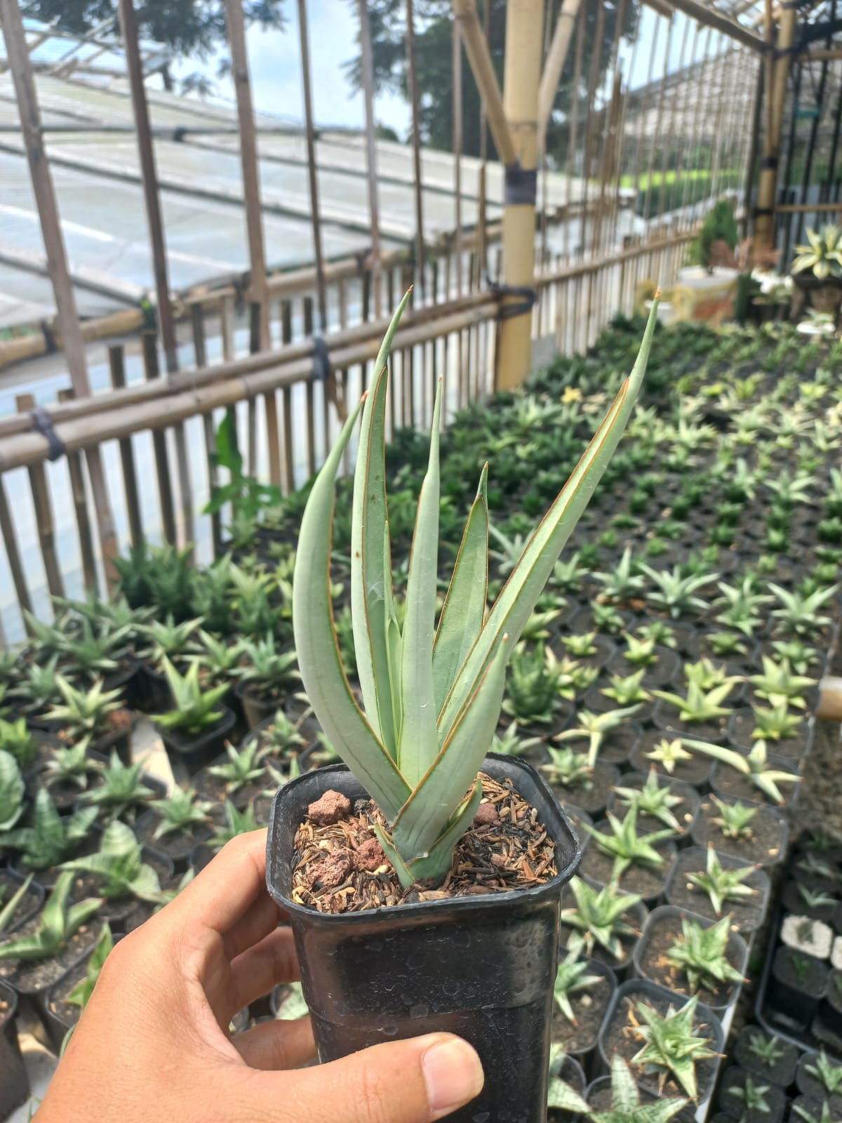 Sansevieria Strommy Silver