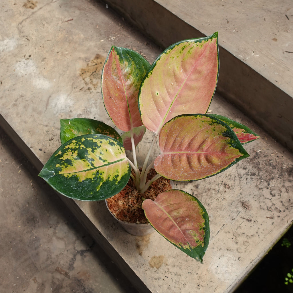 Aglaonema Sultan Brunei