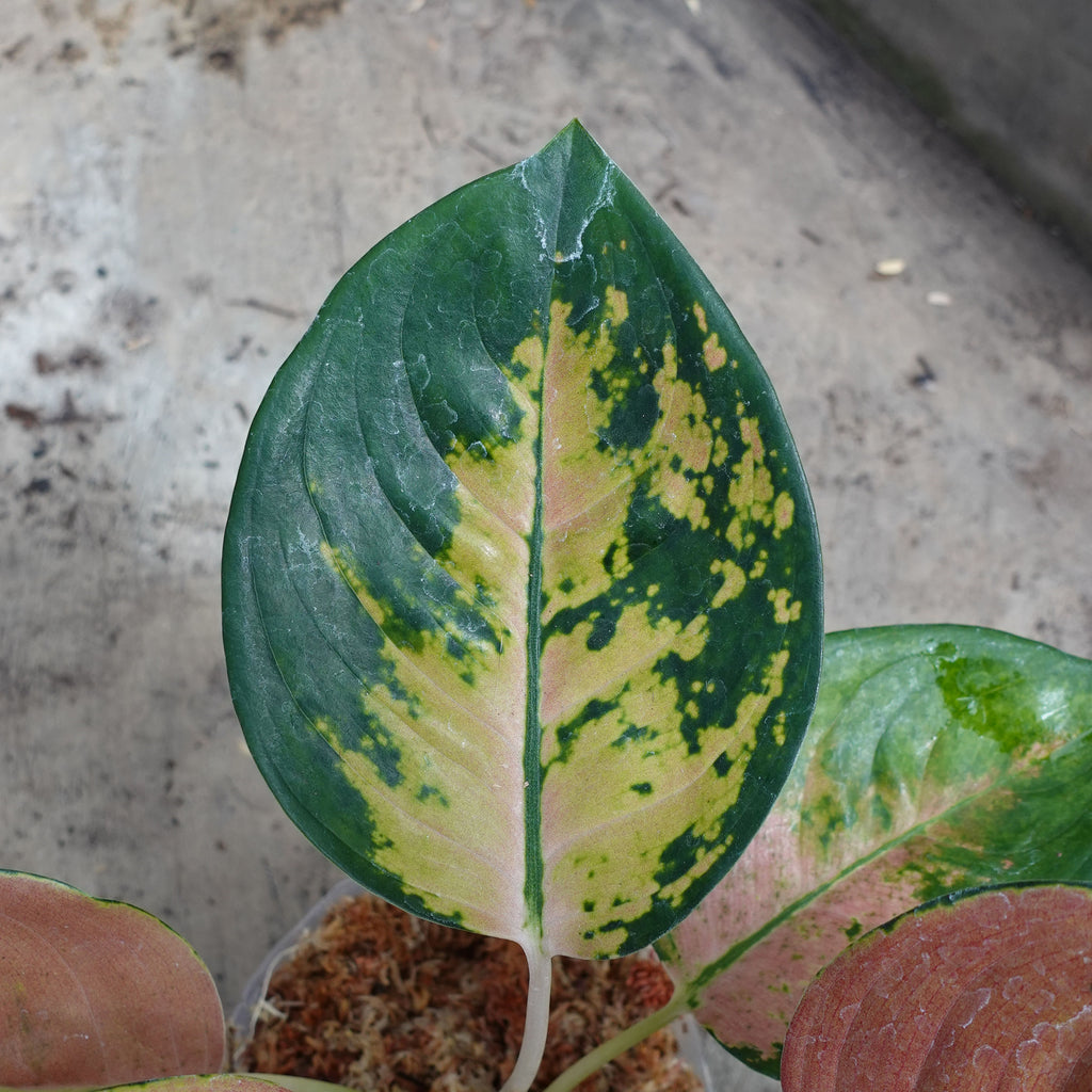 Aglaonema Sultan Brunei