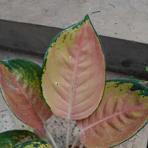 Aglaonema Sultan Brunei