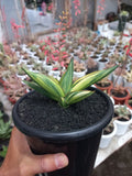 Sansevieria Swasdee