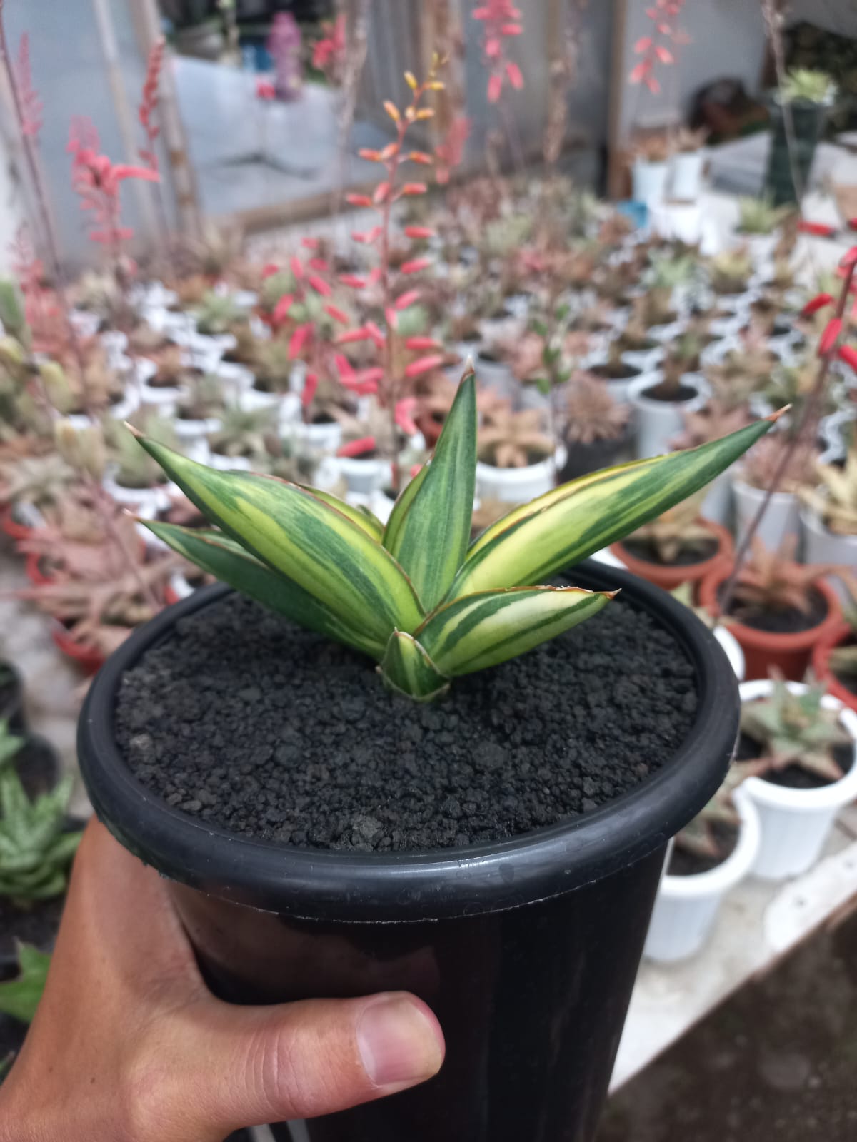 Sansevieria Swasdee