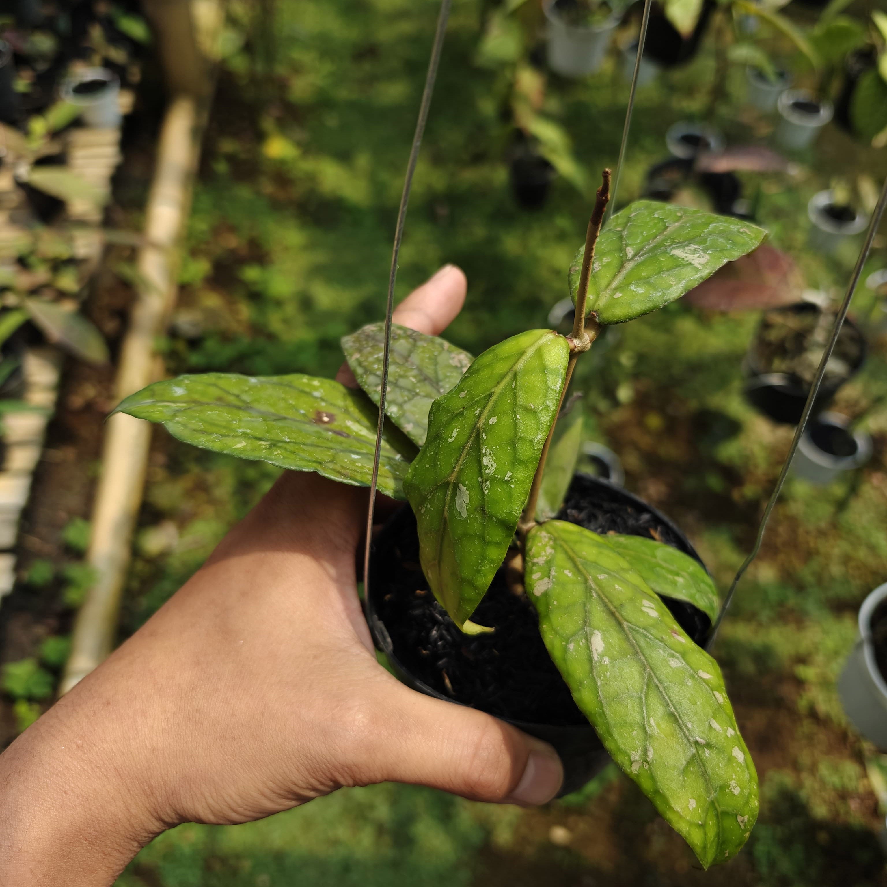 Hoya Aceh Takengon Wavy