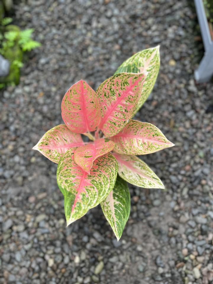 Aglaonema Tamara
