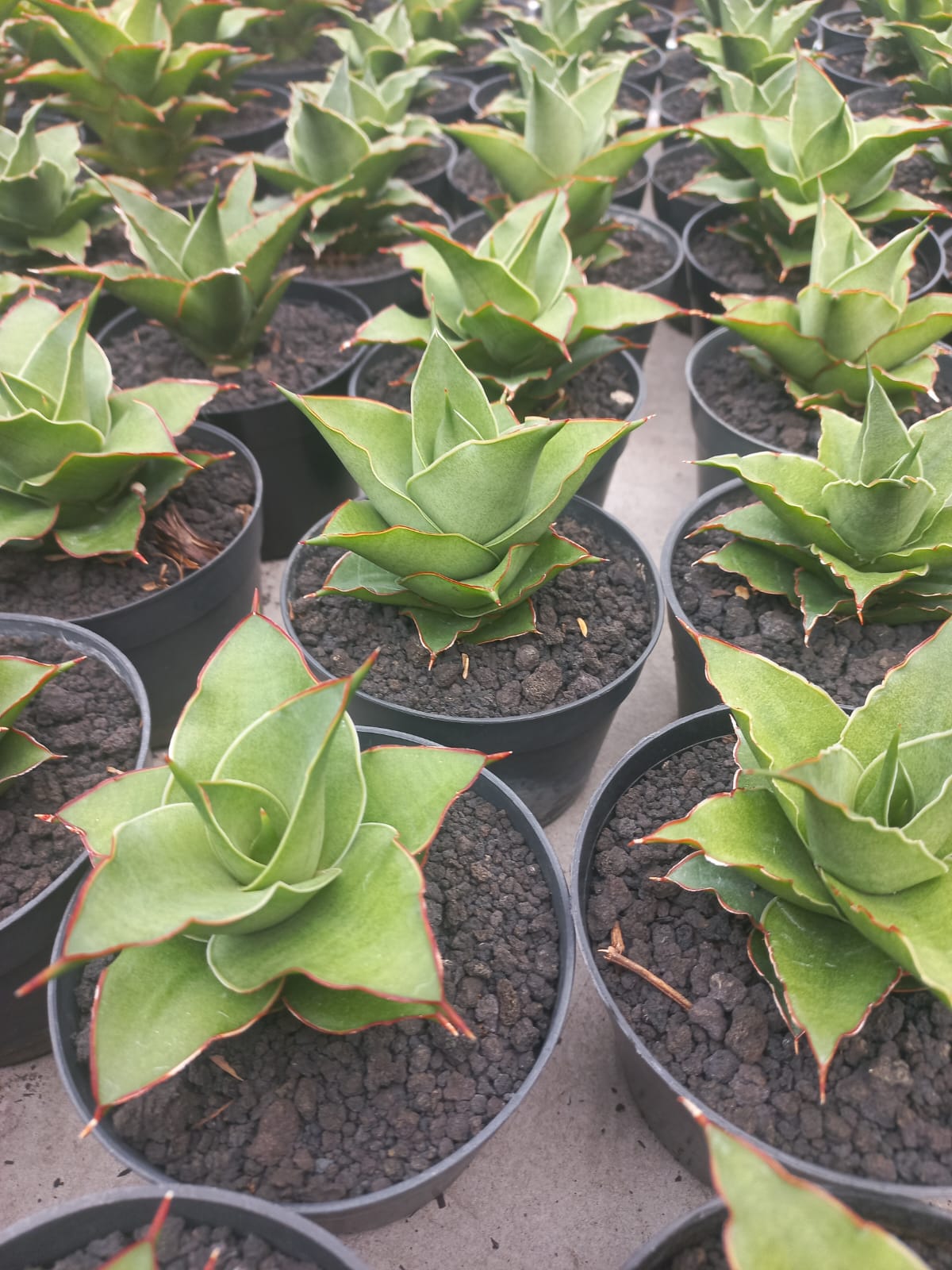 Sansevieria Teacher