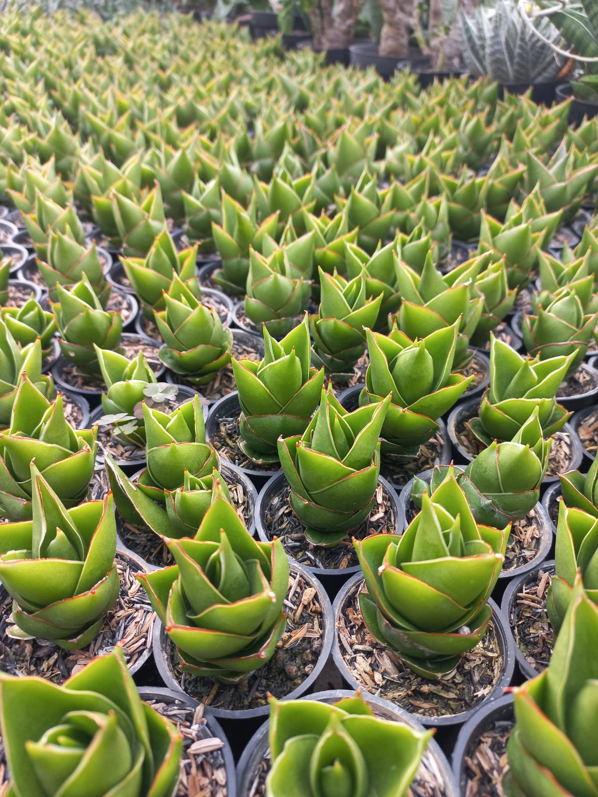 Sansevieria Tower