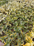 Sansevieria Tweester Tsunami