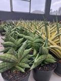 Sansevieria Vienna