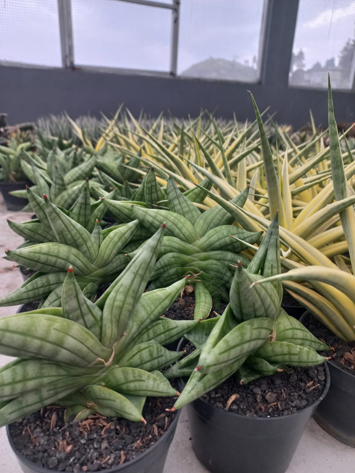 Sansevieria Vienna