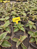 Sansevieria Watermark