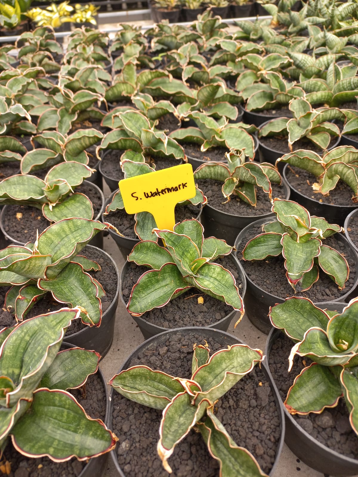 Sansevieria Watermark