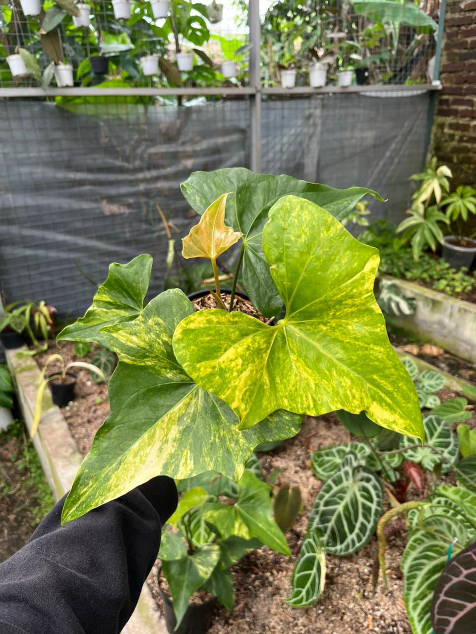 Anthurium Pterodactyl Variegated