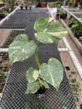 Monstera Thai Cons