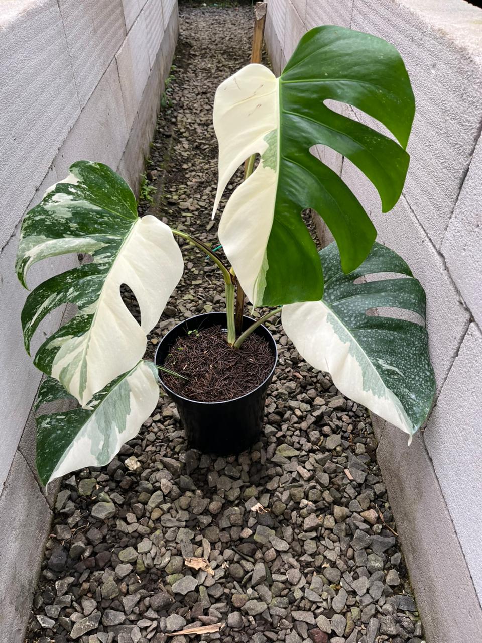 Monstera Albo Var B