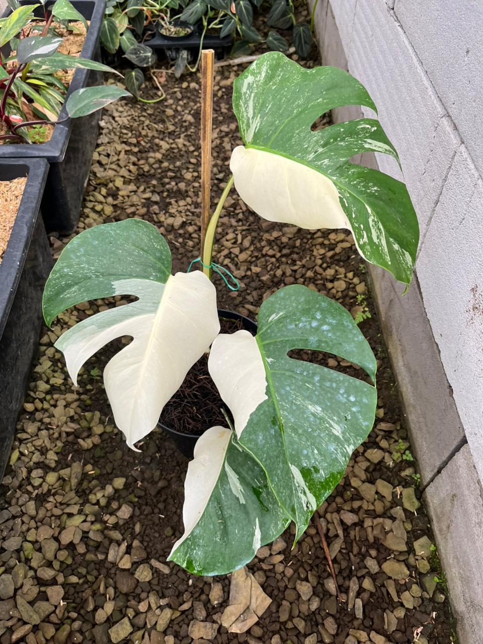 Monstera Albo Var A