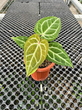 Anthurium Bessae