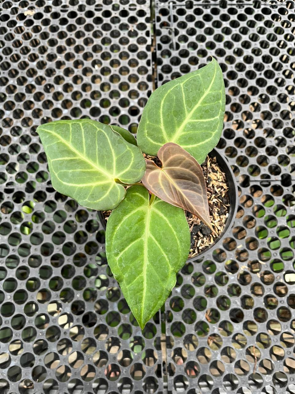 Anthurium Pink Lemonade x KOS