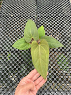 Anthurium Gunayala x Lagogatun